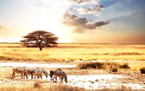 Zebras Drinking In Africa Hd Wallpaper