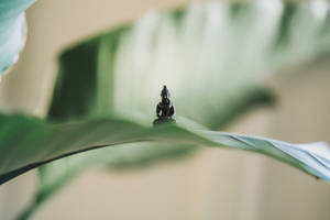 Zen Meditation Of Little Buddha Statue Wallpaper