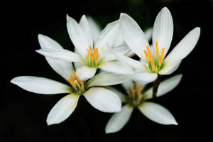 Zephyr White Lily Flowers Wallpaper