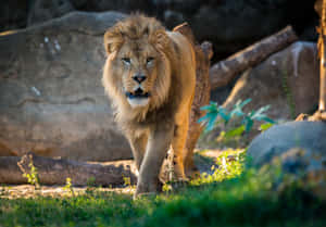 Zoo Animal Ferocious Lion Wallpaper